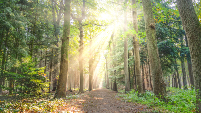 Coaching in der Natur