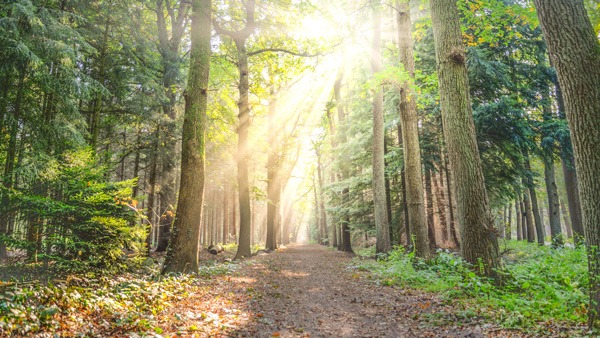 Coaching in der Natur / Dresden